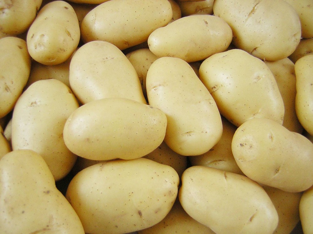 Fresh Potato from Bangladesh