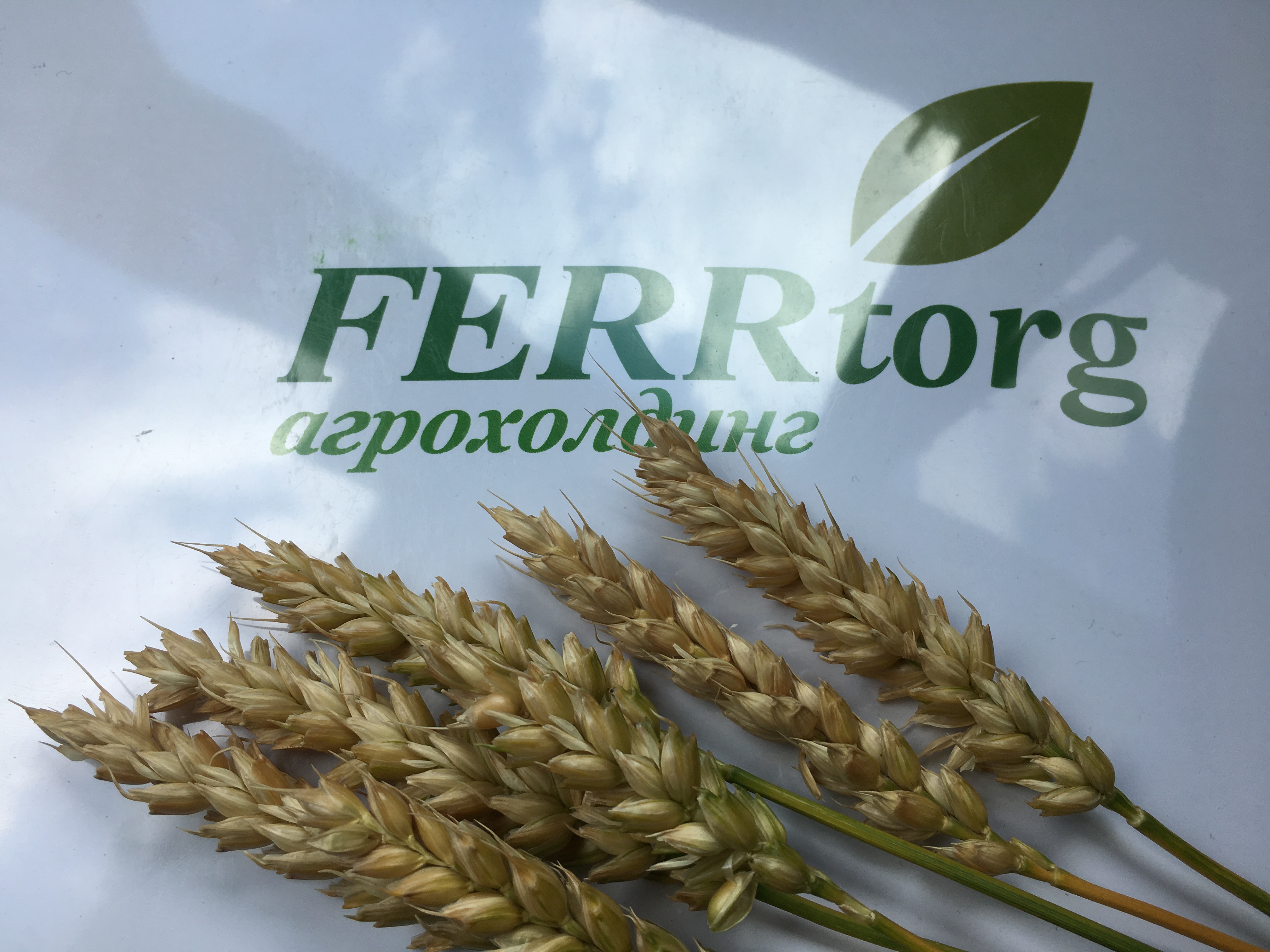 Cereal crops (grain)