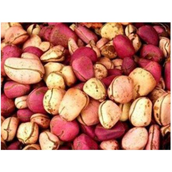 Kola Nuts