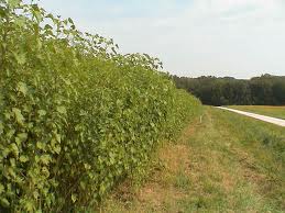 Kenaf Oil Spill Purifier