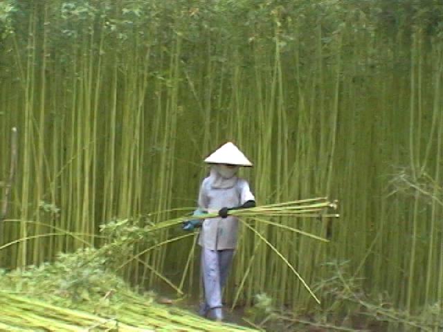 Kenaf Water Pollution