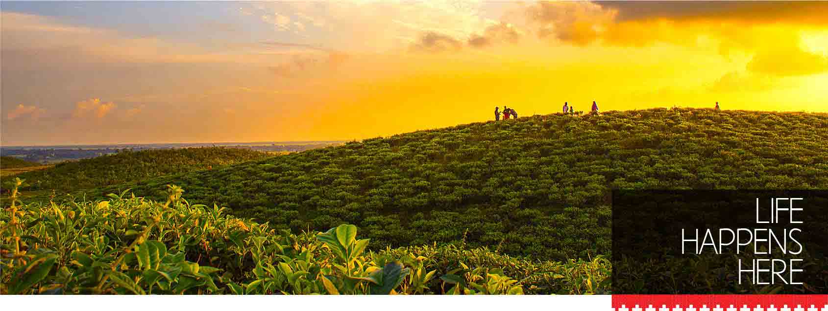 sylhet tea garden