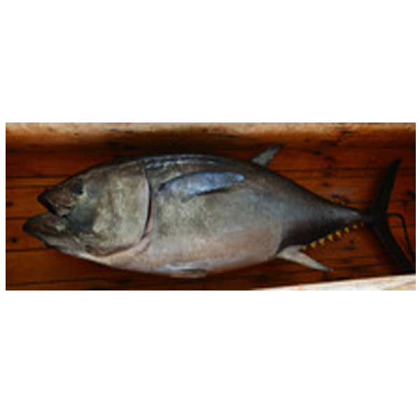 Bluefin Tuna  image