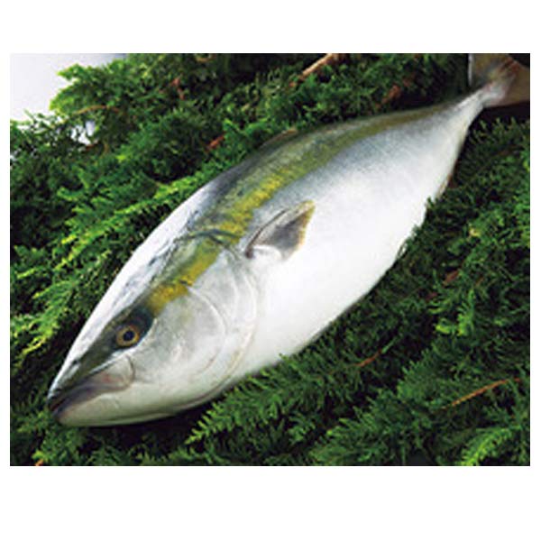 Yellowtail Tuna image
