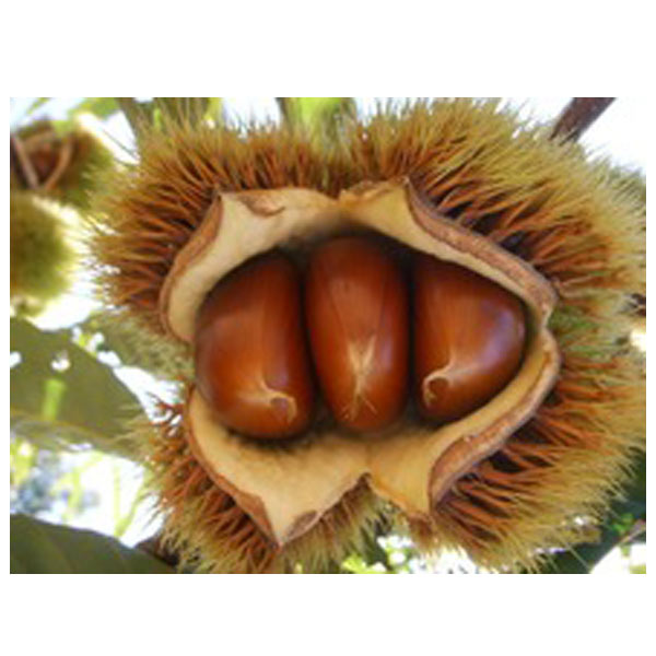 Chestnut