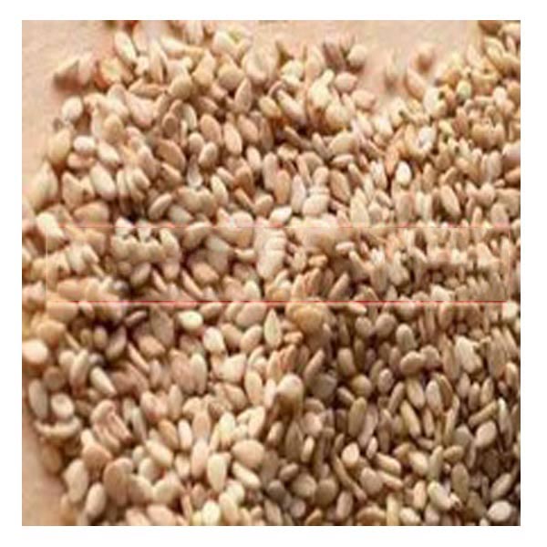 Sesame Seed