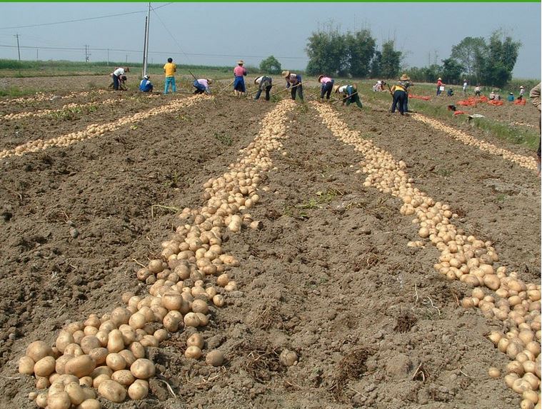 200-300g High Quality Fresh Potato Price Potato image